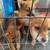 Chihuahuas puppies 3 thumbnail