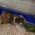 Guinea Pigs 1 thumbnail