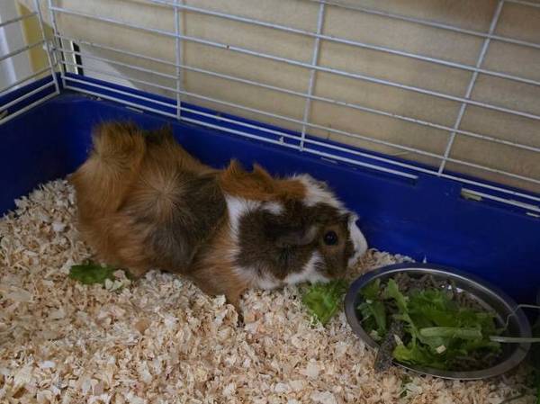 Guinea Pigs 1