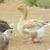 Dewlap Toulouse geese 1 thumbnail