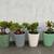 mini jade succulent tree plant in ceramic pots w/gift pick / spike 1 thumbnail