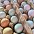 **Hatching eggs “easter egg colored 1 thumbnail