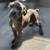 CANE CORSO FULL AKC 2 thumbnail
