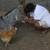 I am looking for Goose - Geese - Wild Turkey 3 thumbnail