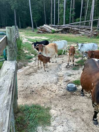 Zebu Heard - $11.000 (Jersey Ga)63470455968001122