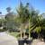Cuban Royal palms ///// Roystonea regia 11 thumbnail