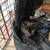 Kittens need loving homes 12 thumbnail