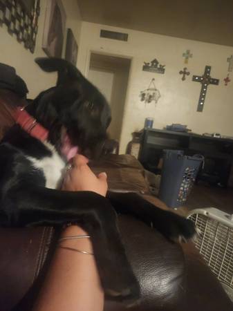 Found lab64014696731777121