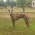 Sighthounds 15 thumbnail