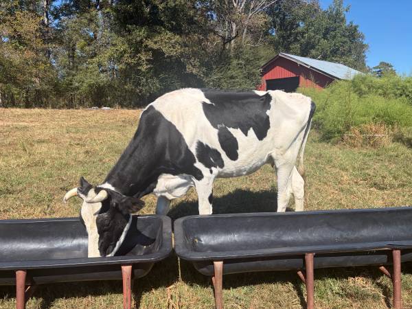 Bred cow 1