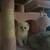 Scottish fold kittens 2 thumbnail