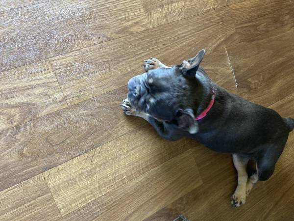 Bulldog Francés (Church Hill)63439389899651121
