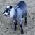 Goat 12 thumbnail