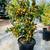 Mature Kumquat Trees 6 thumbnail
