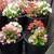 sun patients in galvanized pot and begonia's in plastic pots 3 thumbnail