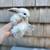 Bunnies Available - Mini Plush Lop 6 thumbnail