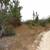 Milton Woodland 3 thumbnail