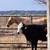 High Brow Cat Foundation Bred AQHA Palomino (2022) Filly Started 1 thumbnail