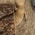 Leopard Gecko 2 thumbnail