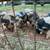 Kune Kune Piglets 1 thumbnail