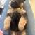 German Shepherd puppies 3 thumbnail