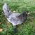 Cold hardy hens Chicks chickens pullets all female almost laying eggs 18 thumbnail