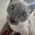 Available for adoption! Goldie & Papis' Animal Rescue 9 thumbnail