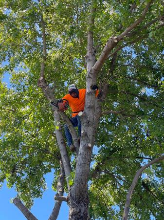 Specialized in Big & hazards removal over roofs and property 1