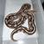 Rehoming Ball Pythons 1 thumbnail