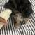 Malchi Puppies 1 boy puppies left 1 thumbnail