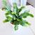 Thanksgiving Cactus, Christmas Cactus. Schlumbergera Truncata 2 thumbnail