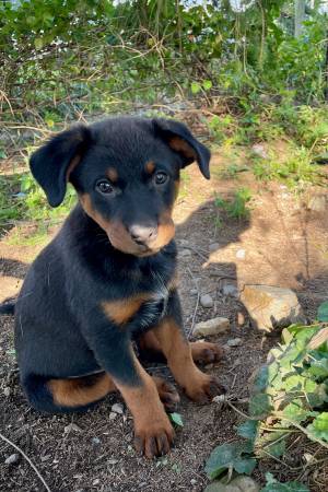 Re-Homing Heeler-Hound puppies. (Gap Mills)63667748570369122