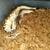 Beautiful ball python female 3 thumbnail