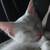 Pure white kitten 6 thumbnail