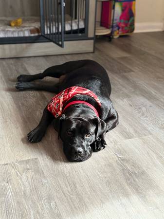 Rehoming 1 year old dog 1