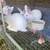 Bunnies Rabbits 1 thumbnail
