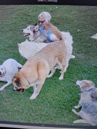 Husky blanco perdido (Gary)63667748402691120