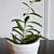 Adorable Mother of Thousands Plant in White 'Joy' Ceramic Pot 2 thumbnail