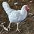 CHICKENS/LAYING NOW! 7 thumbnail