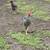 Free roosters 1 thumbnail