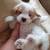 Maltese Poodle Mix 2 thumbnail