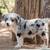 mini australian shepherd puppies 11 thumbnail