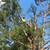 Lopez tree service 7 thumbnail