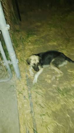 Reubicación con pequeña tarifa de adopción - Hembra mezcla de Pastor Alemán / Labrador de 6 meses (Houston)63859314804867121
