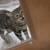 Sweet Spayed Cat&Special Needs son 7 thumbnail