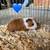 Guinea pigs 13 thumbnail