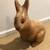 14" Large Life Size Vintage Folk Art Rabbit Vintage Hand Carved 1 thumbnail