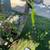 └➤➤➤ Used Ryobi ONE+ | 18V | 10" | Cordless String Trimmer/Edger 2 thumbnail