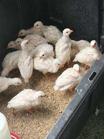 White Guineas 1