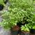 Forsythia Shrubs 3 Gallon 1 thumbnail